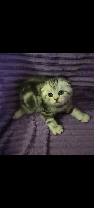 Вязка. Котик ждёт невесту.