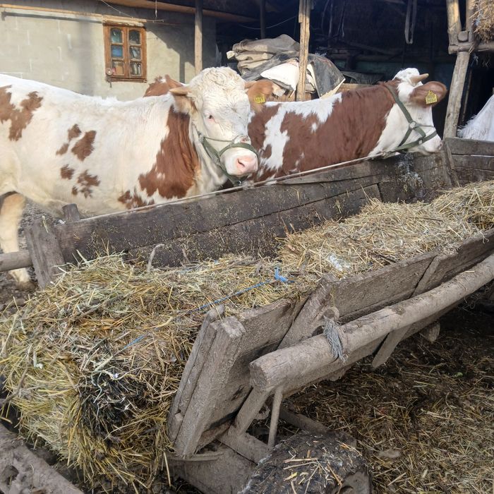 Vand 3 vitele  baltata romaneasca