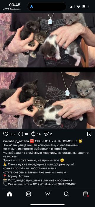 Котята бесплатно