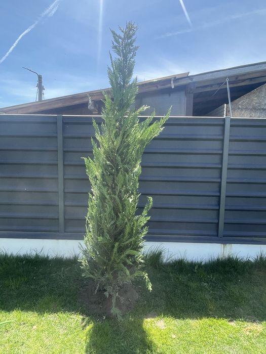 Leylandii Chiparos / Gard Viu