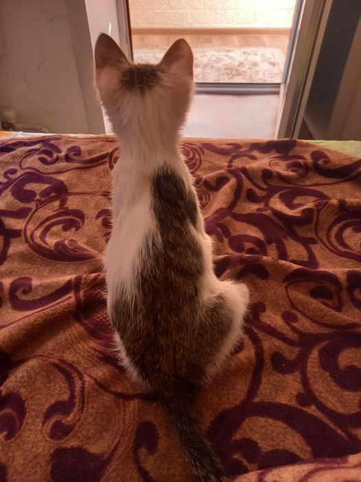 Отдам котёнка 2 месяца. Мальчишка.