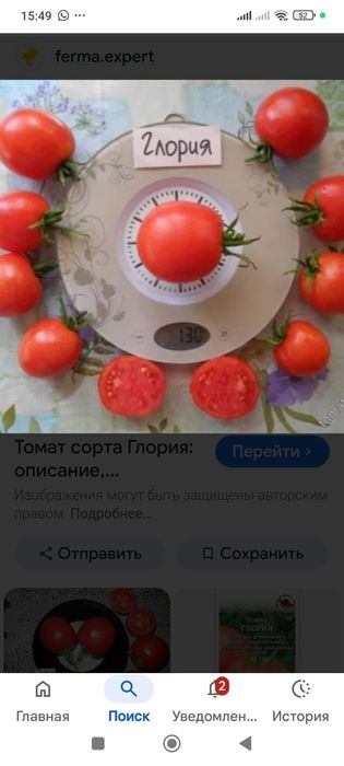 Продам рассаду сортовых помидор!*