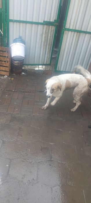 Хороший собака. Отдаёт