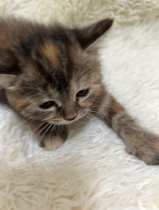 Котята шотлаские