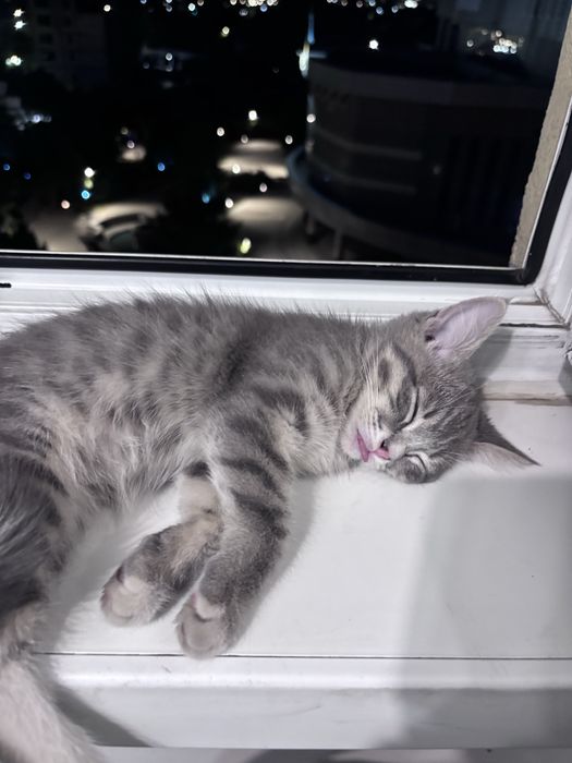 Отдам котика бесплатно