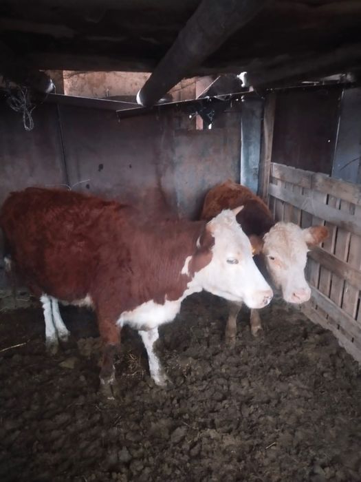 Мал сатылады