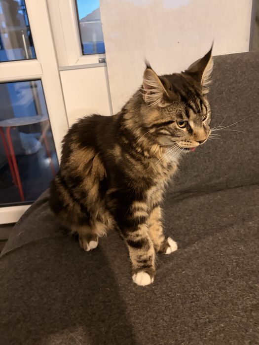 Мейн куун котета на 8 и 6 месеца