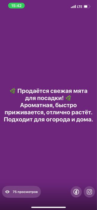 мята для посадки