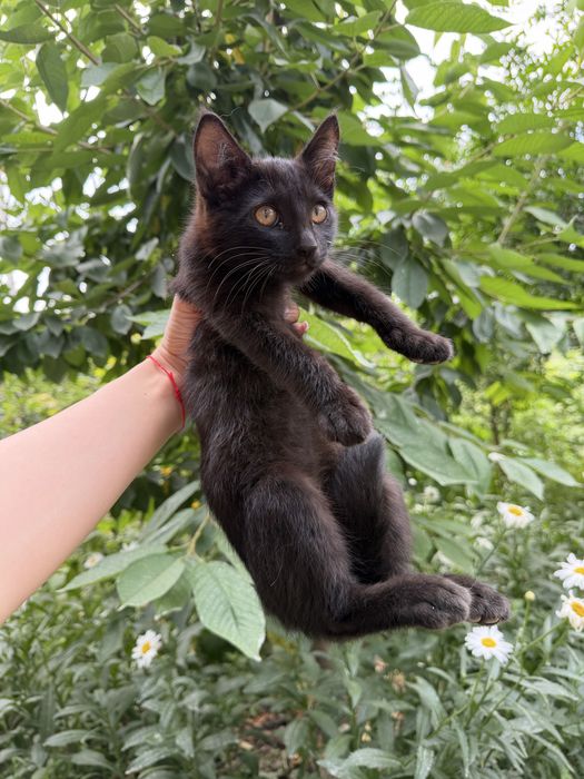 котята бесплатно, домашние