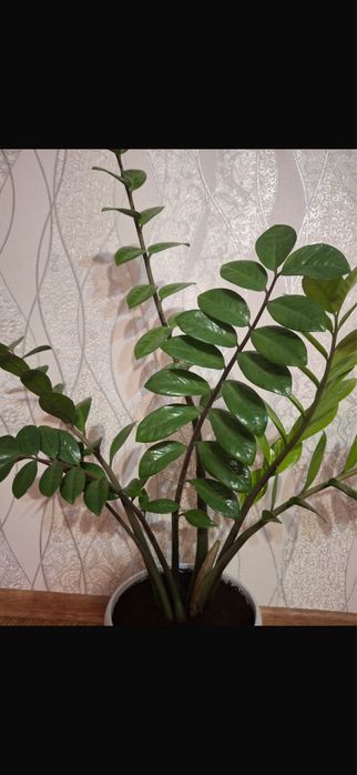 продам цветок замеокулькас