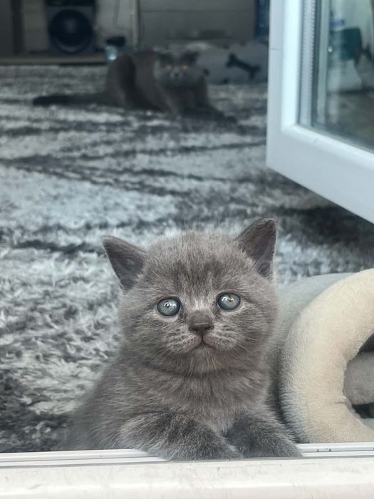 Британски котенца