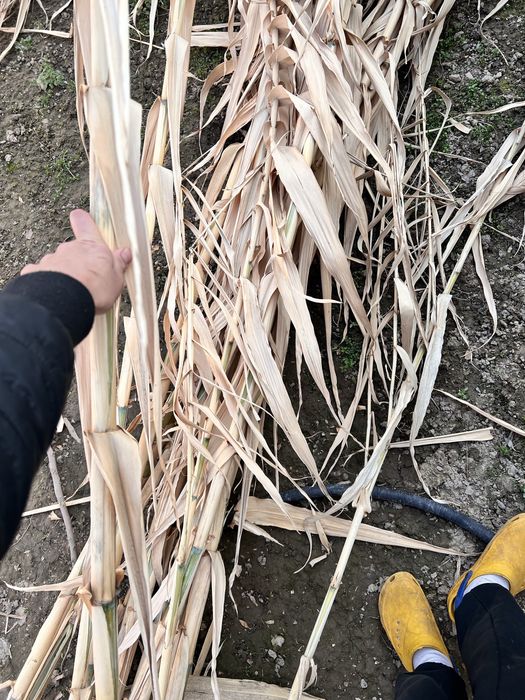 Бамбук камышовый