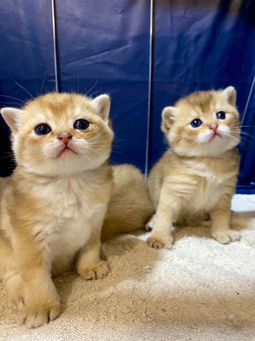 Продаю здоровых котят золотая шиншилла.