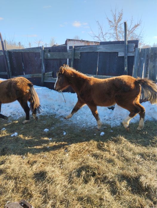 Продам лощадей 800тысяч за двоих