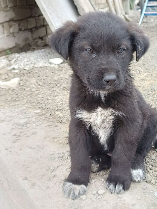 Подаряват се . кученца.