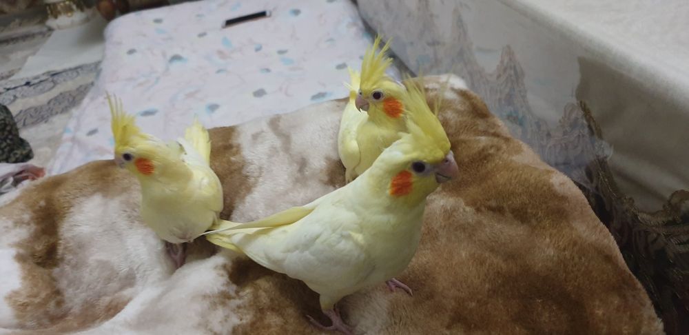 Karello ruchnoy 1oylik