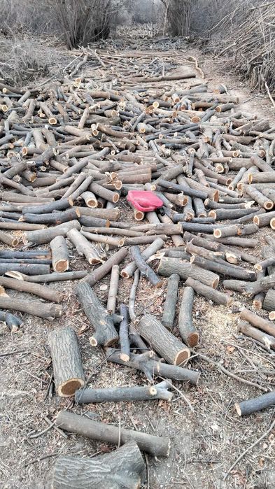 Дрова  дрова мевали дарахтлар