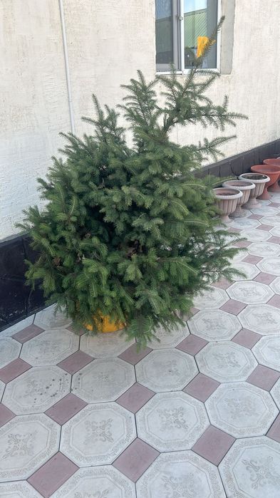 Саженцы ели с комом