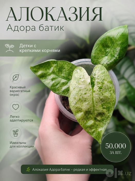Алоказии адора батик
