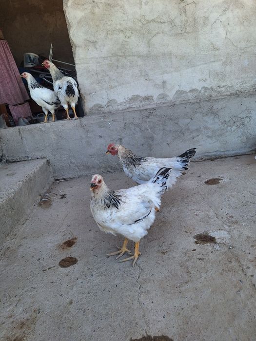 Жағдай өте керемет адлер қораздары