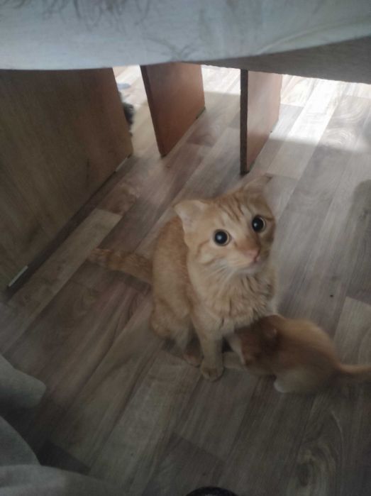 Продам маленьких котят