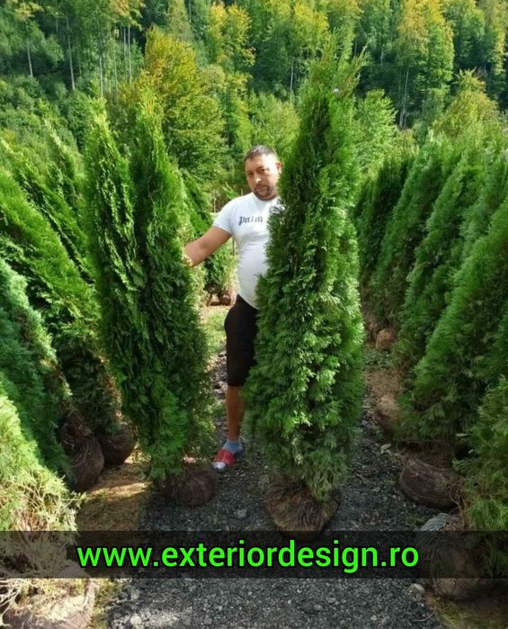 Plante ornamentale tuia smaragd extra calitate, mesteacăn, tei platan