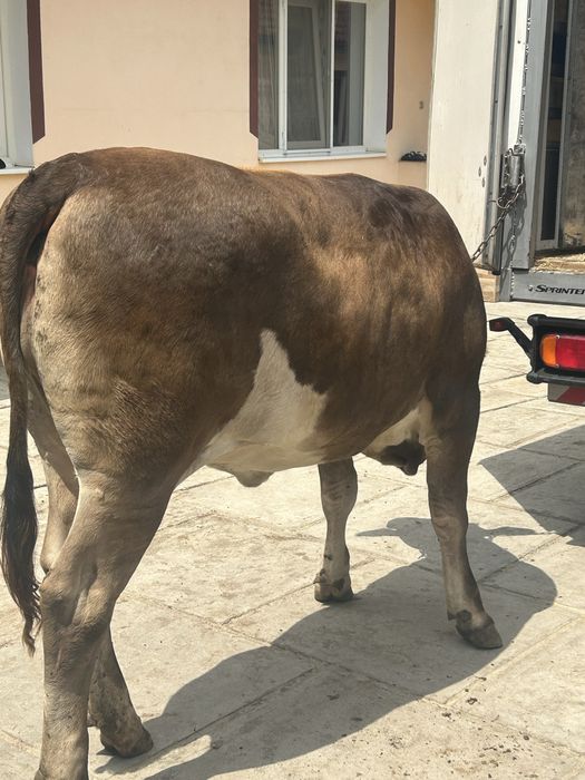 Vand juninca de 1 an si 9 luni