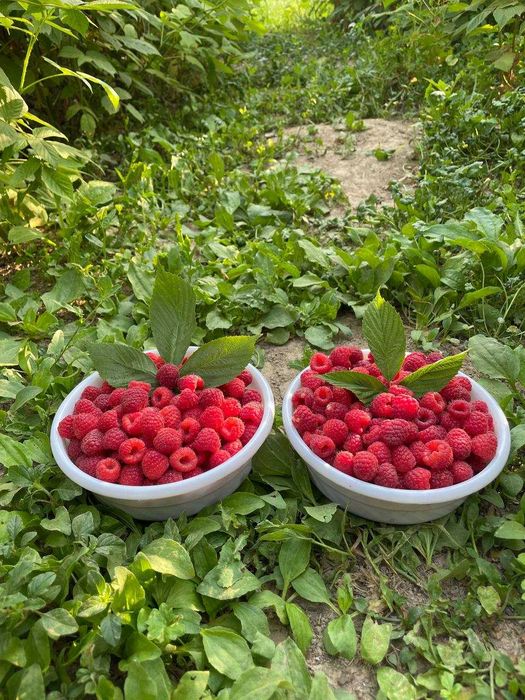 Паркентнинг энг ширин ва серҳосил малина кўчатлари сотувда!