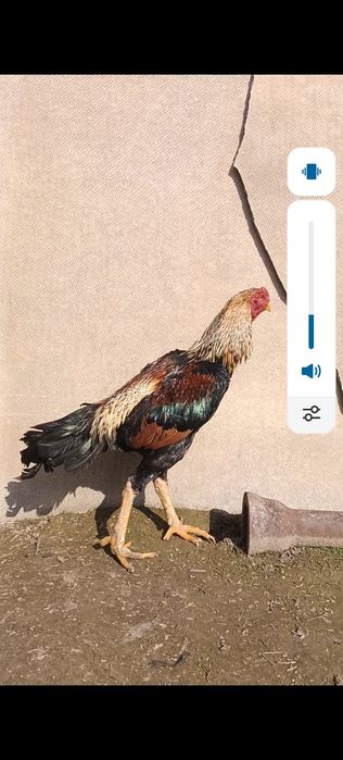 Китайц дакан ударник