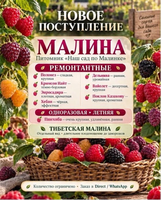 Саженцы Малины ремонтатной