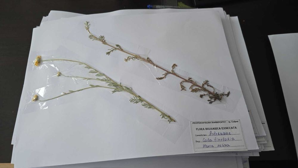 Хербарий за ЛТУ 100 бр.