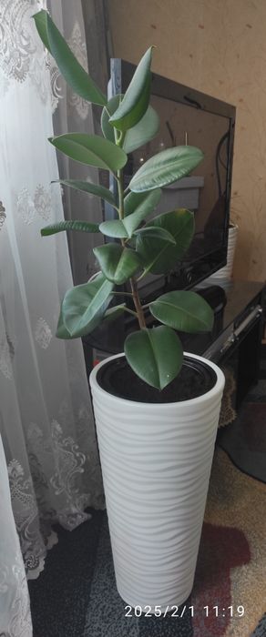Фикус крупнолистный в кашпо