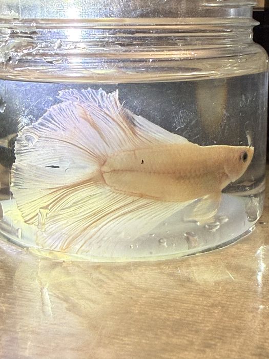 Petushok baliqlari va akvariumla sotuvda