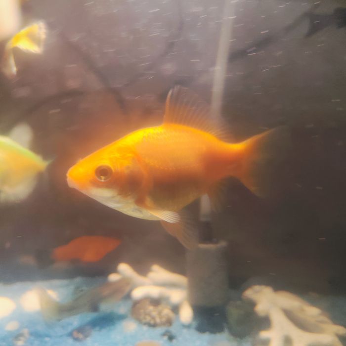 Золотая рыбка 12см-14см  самовывоз