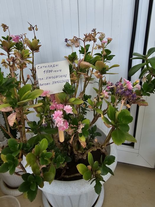 Комнатные цветы.