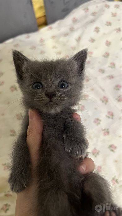 Котенок продается