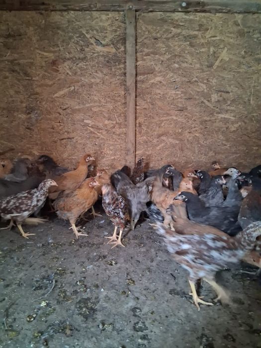 Puicuțe ouătoare de vânzare