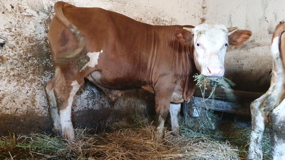 Taur tânăr bălțat