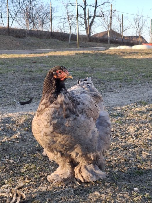 Cocoși/ouă rasă brahma