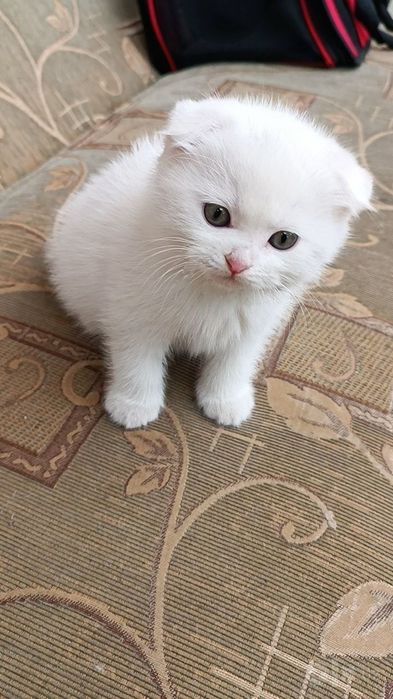 Кошки скотш фолд