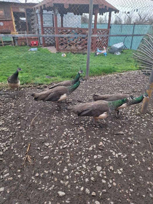 Vand paunite tineret