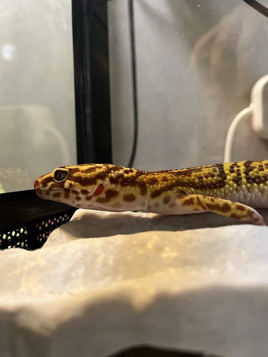 Прадается эублефар самец.