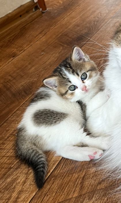 Отдаю котят в добрые руки