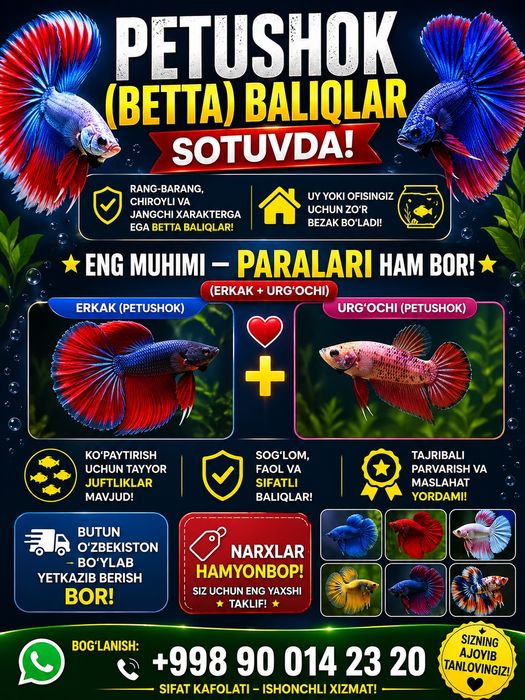 petushok baliqlar