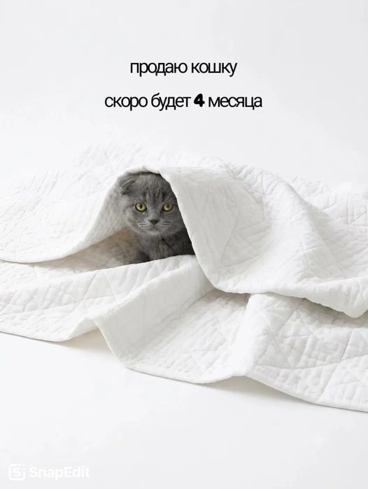 Шотландское вислоухое чудо в добрые руки!