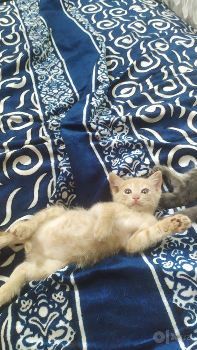 Котёнок 1,5 месяца. В Чирчике.