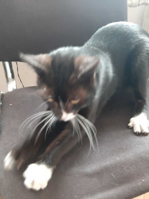 Котета търсят своя дом