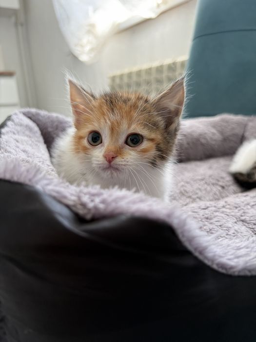 Котята девочки срочно ищут дом!