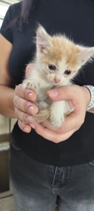 Отдам котенка в хорошие руки