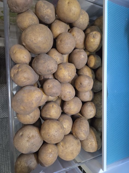 Картошка степная